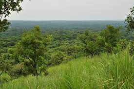 The Budongo Forest in Uganda 
